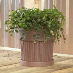 Feng Sway 6" Ribbed Clay Pot + Saucer 4-5" POTS