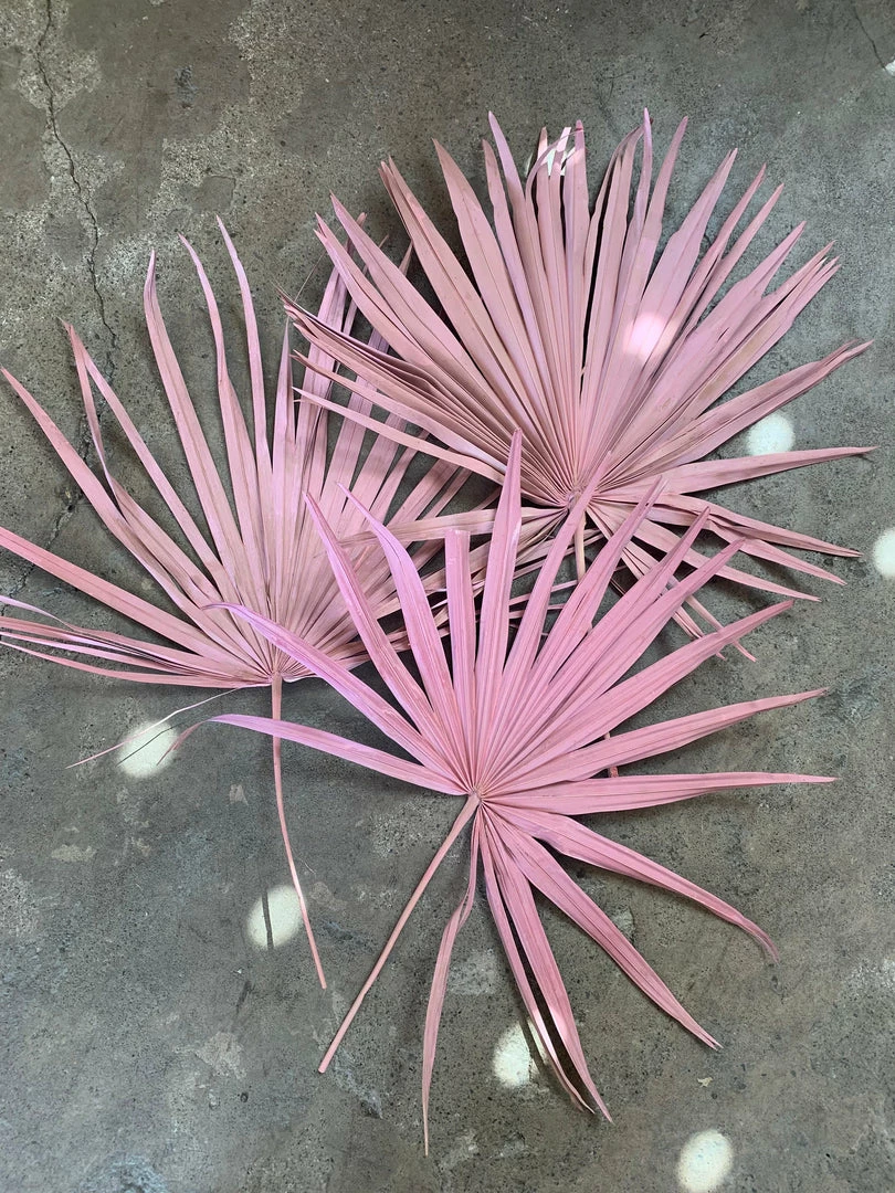 Feng Sway Pink Dried Palms DRIED FLORALS + FEATHERS 3 Feng Sway Pink Dried Palms DRIED FLORALS + FEATHERS