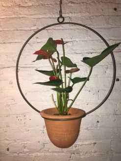 Feng Sway Full Moon Terra Cotta Hanging Planter 4-5" POTS