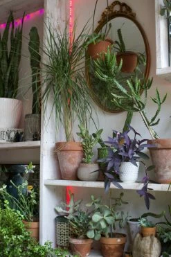 Feng Sway Mexican Terra Cotta Ombré Pot 4-5