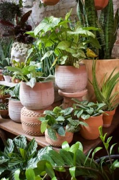 Feng Sway LIVE PLANTS PRE-ORDER Arrowhead ~ Live Plant