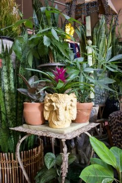 Feng Sway Italian Rams Head Planter 4-5" POTS