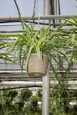 FENG SWAY PRE-ORDER Spider ~ Live Plant LIVE PLANTS 11 FENG SWAY PRE-ORDER Spider ~ Live Plant LIVE PLANTS