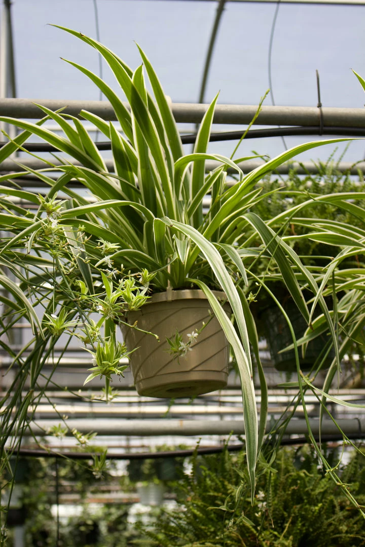 FENG SWAY PRE-ORDER Spider ~ Live Plant LIVE PLANTS 5 FENG SWAY PRE-ORDER Spider ~ Live Plant LIVE PLANTS