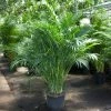 Feng Sway PRE-ORDER FOR PICK UP Palm ~ Live Plant LIVE PLANTS