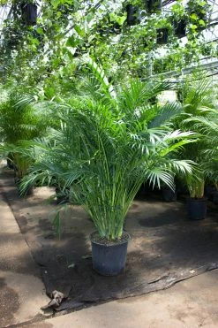 Feng Sway PRE-ORDER FOR PICK UP Palm ~ Live Plant LIVE PLANTS