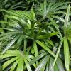 Feng Sway PRE-ORDER Lady Palm ~ Live Plant