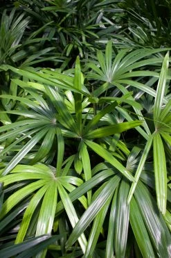 Feng Sway PRE-ORDER Lady Palm ~ Live Plant