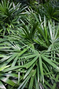 Feng Sway PRE-ORDER Lady Palm ~ Live Plant
