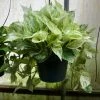 Feng Sway LIVE PLANTS PRE-ORDER Marble Pothos ~ Live Plant
