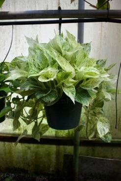 Feng Sway LIVE PLANTS PRE-ORDER Marble Pothos ~ Live Plant