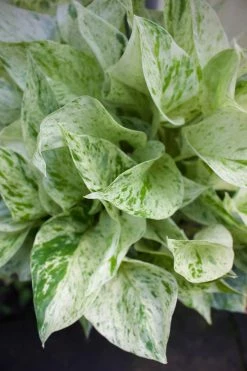 Feng Sway LIVE PLANTS PRE-ORDER Marble Pothos ~ Live Plant