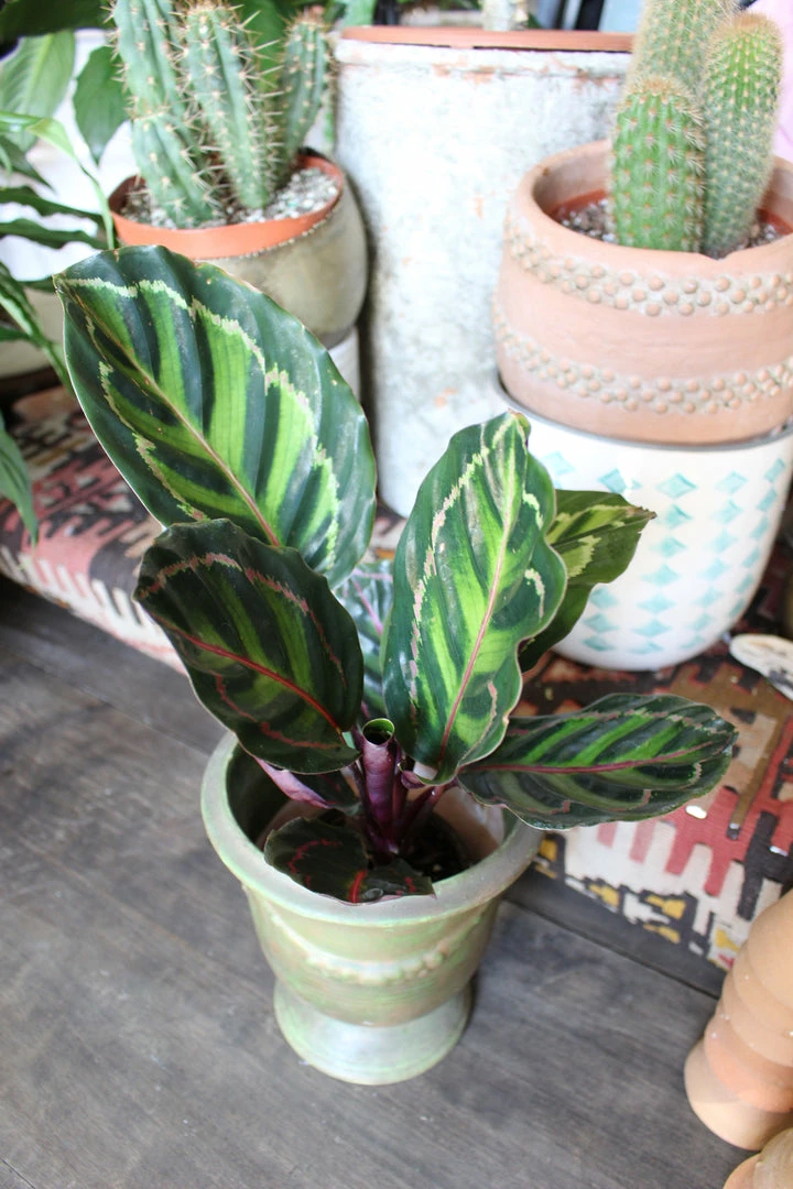 Feng Sway PRE-ORDER Rose Calathea ~ Live Plant LIVE PLANTS 5 Feng Sway PRE-ORDER Rose Calathea ~ Live Plant LIVE PLANTS