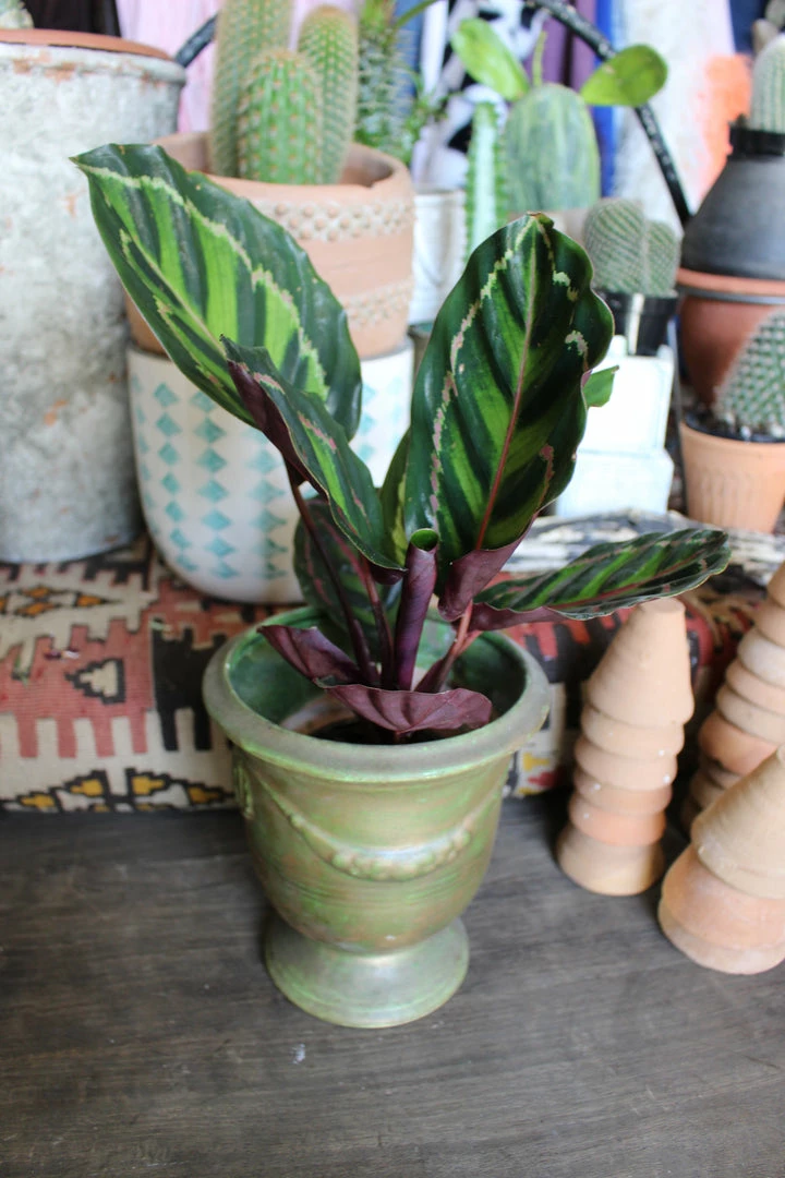 Feng Sway PRE-ORDER Rose Calathea ~ Live Plant LIVE PLANTS 4 Feng Sway PRE-ORDER Rose Calathea ~ Live Plant LIVE PLANTS