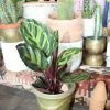 Feng Sway PRE-ORDER Rose Calathea ~ Live Plant LIVE PLANTS