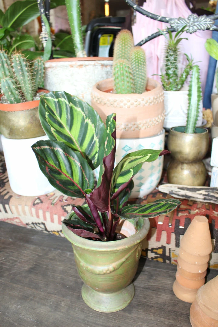 Feng Sway PRE-ORDER Rose Calathea ~ Live Plant LIVE PLANTS 3 Feng Sway PRE-ORDER Rose Calathea ~ Live Plant LIVE PLANTS