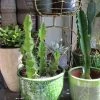 FENG SWAY LIVE PLANTS African Milk Tree Cactus ~ Live Plant