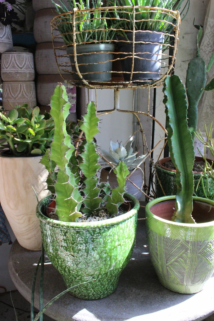 FENG SWAY LIVE PLANTS African Milk Tree Cactus ~ Live Plant 3 FENG SWAY LIVE PLANTS African Milk Tree Cactus ~ Live Plant