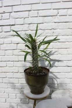 FENG SWAY PRE-ORDER Euphorbia ~ Live Plant