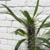 FENG SWAY PRE-ORDER Euphorbia ~ Live Plant