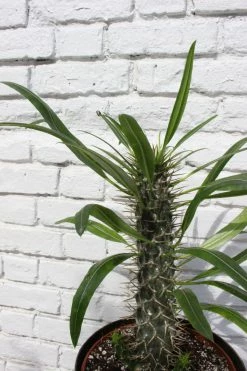 FENG SWAY PRE-ORDER Euphorbia ~ Live Plant