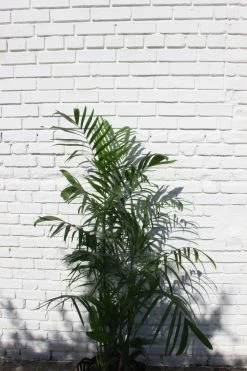 Feng Sway PRE-ORDER FOR PICK UP Palm ~ Live Plant LIVE PLANTS
