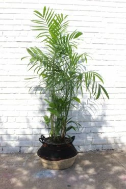 Feng Sway PRE-ORDER FOR PICK UP Palm ~ Live Plant LIVE PLANTS