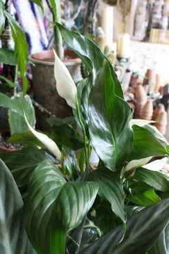 Feng Sway Exclusive PRE-ORDER Peace Lillies ~ Live Plant