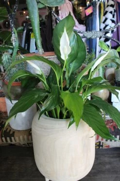 Feng Sway Exclusive PRE-ORDER Peace Lillies ~ Live Plant