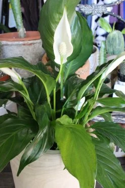 Feng Sway Exclusive PRE-ORDER Peace Lillies ~ Live Plant