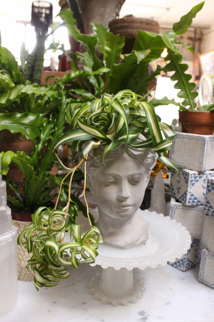 FENG SWAY PRE-ORDER Spider ~ Live Plant LIVE PLANTS 3 FENG SWAY PRE-ORDER Spider ~ Live Plant LIVE PLANTS