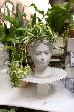 FENG SWAY PRE-ORDER Spider ~ Live Plant LIVE PLANTS 12 FENG SWAY PRE-ORDER Spider ~ Live Plant LIVE PLANTS