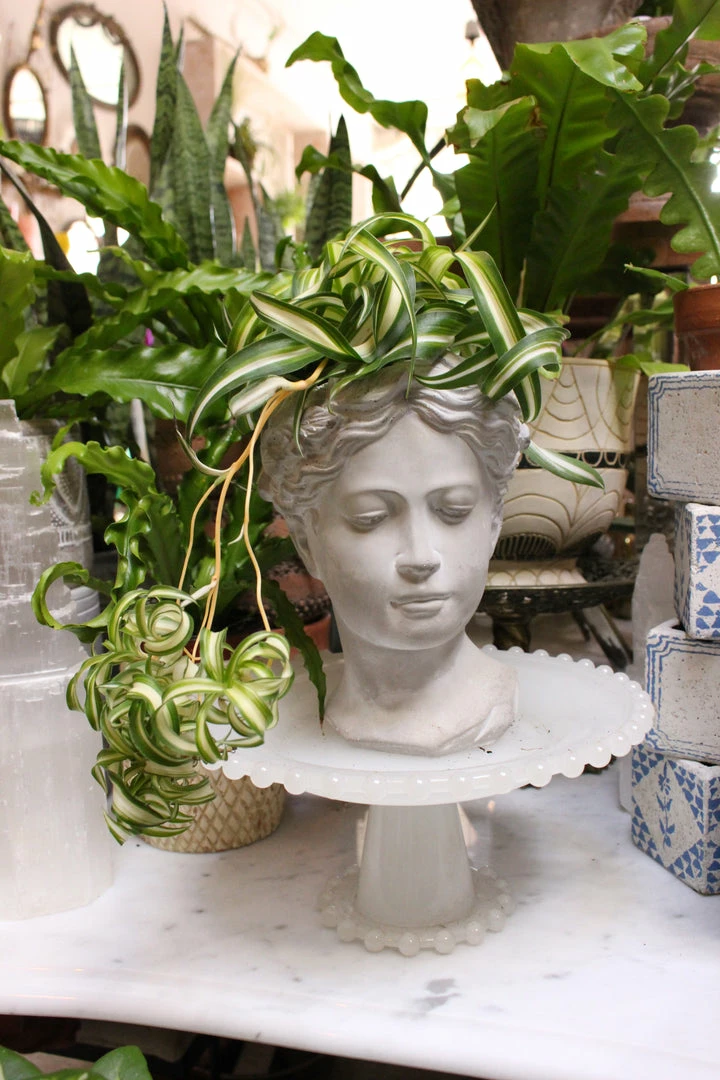 FENG SWAY PRE-ORDER Spider ~ Live Plant LIVE PLANTS 7 FENG SWAY PRE-ORDER Spider ~ Live Plant LIVE PLANTS