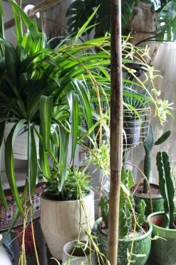 FENG SWAY PRE-ORDER Spider ~ Live Plant LIVE PLANTS 13 FENG SWAY PRE-ORDER Spider ~ Live Plant LIVE PLANTS