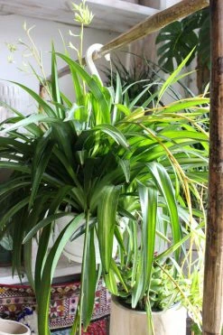 FENG SWAY PRE-ORDER Spider ~ Live Plant LIVE PLANTS