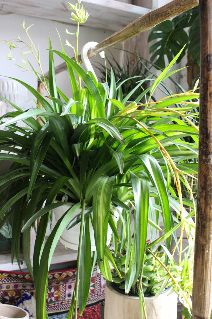 FENG SWAY PRE-ORDER Spider ~ Live Plant LIVE PLANTS 4 FENG SWAY PRE-ORDER Spider ~ Live Plant LIVE PLANTS