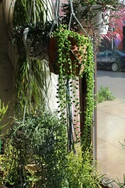 Feng Sway Exclusive Faux String Of Pearls