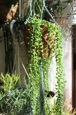 Feng Sway Exclusive Faux String Of Pearls