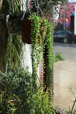 Feng Sway Exclusive Faux String Of Pearls