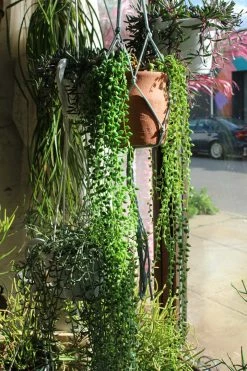 Feng Sway Exclusive Faux String Of Pearls