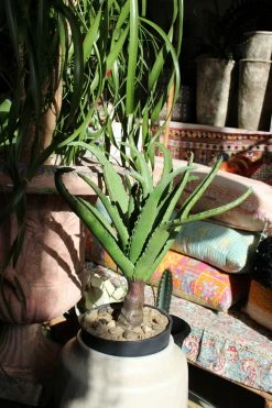 Feng Sway Exclusive FAUX + PRESERVED Faux Twisting Aloe