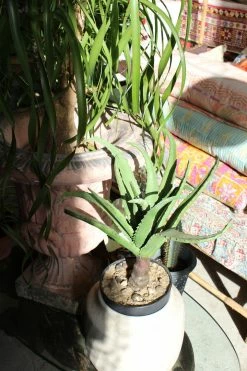 Feng Sway Exclusive FAUX + PRESERVED Faux Twisting Aloe