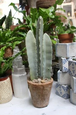 Feng Sway Exclusive Faux Milk Tree Cactus FAUX + PRESERVED