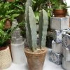 Feng Sway Exclusive Faux Milk Tree Cactus FAUX + PRESERVED