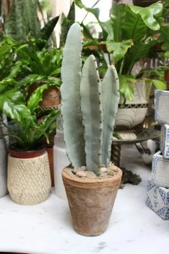 Feng Sway Exclusive Faux Milk Tree Cactus FAUX + PRESERVED