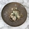 Feng Sway Resurrection Plant LIVE PLANTS