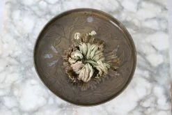 Feng Sway Resurrection Plant LIVE PLANTS