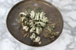 Feng Sway Resurrection Plant LIVE PLANTS