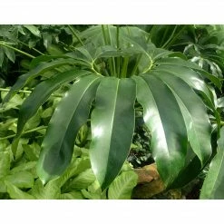 Feng Sway PICK UP ONLY RARE Philodendron Goeldii ~ Live Plant LIVE PLANTS