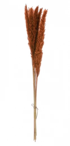 Feng Sway Pampas Grass Bundles DRIED FLORALS + FEATHERS